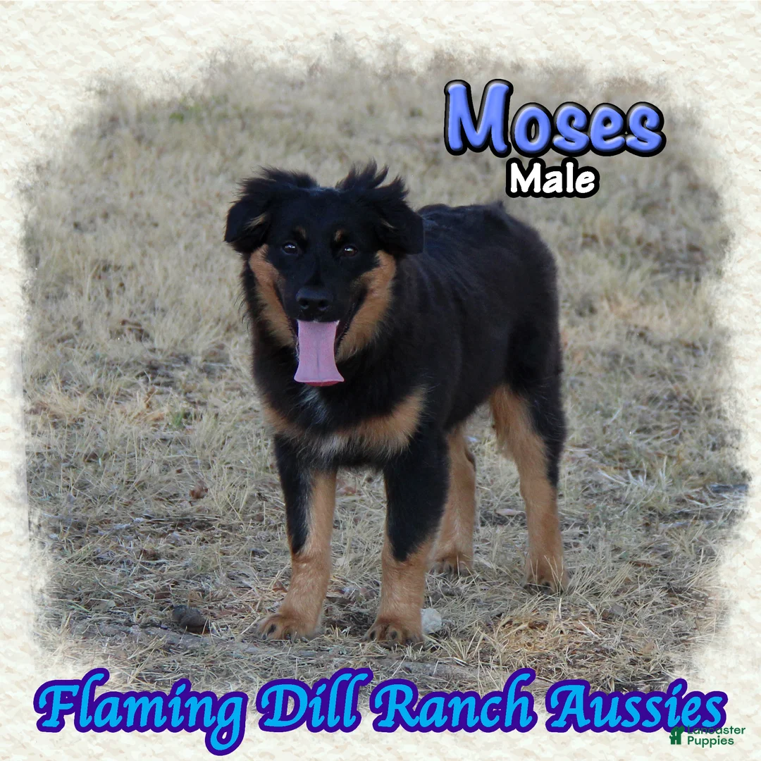 Miniature Australian Shepherd dogs for sale: Moses - Ad 1