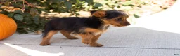 Yorkshire Terrier dogs for sale: Jonni - Ad 4