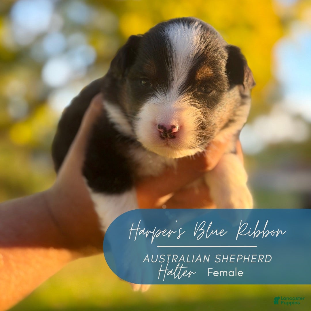 Australian Shepherd dogs for sale: Halter - Ad 6