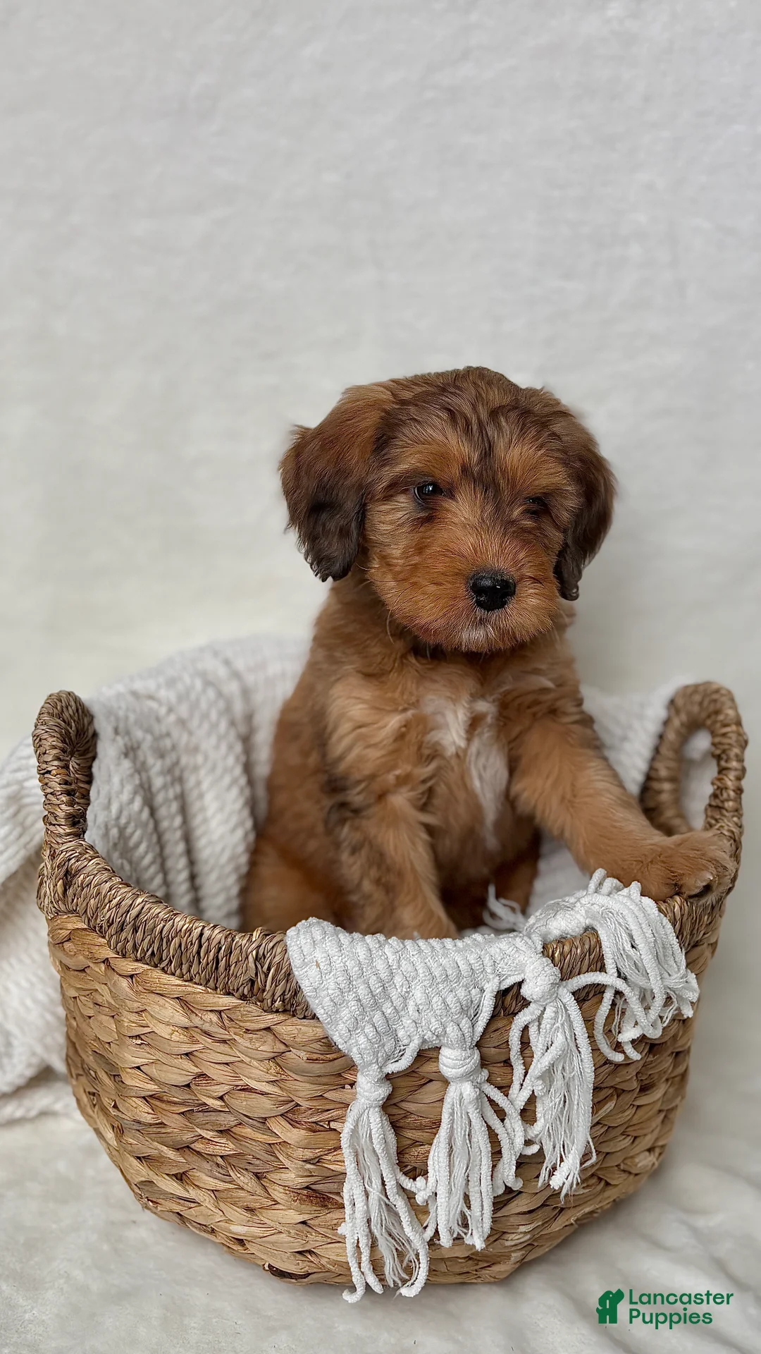 Bernedoodle dogs for sale: Bruno - Ad 10