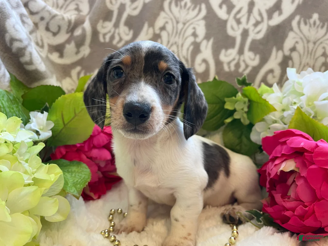 Miniature Dachshund dogs for sale: Pete - Ad 1