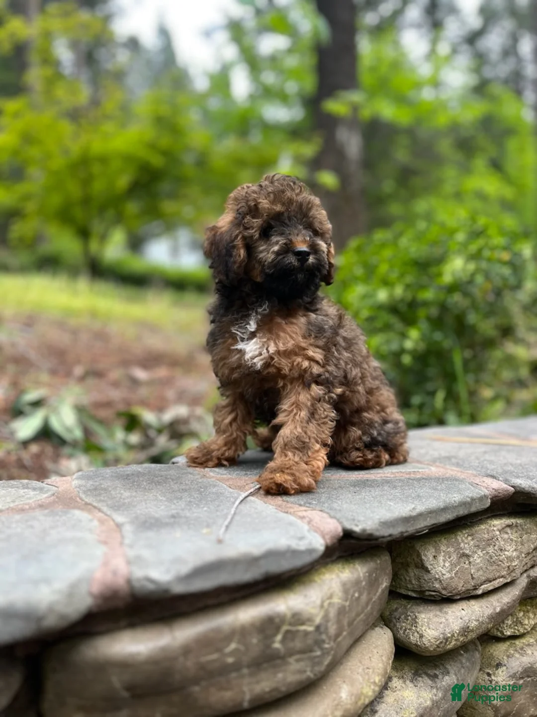 Toy Poodle dogs for sale: Boy 3 - Ad 1