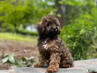 Toy Poodle dogs Boy 3 - Ad 2