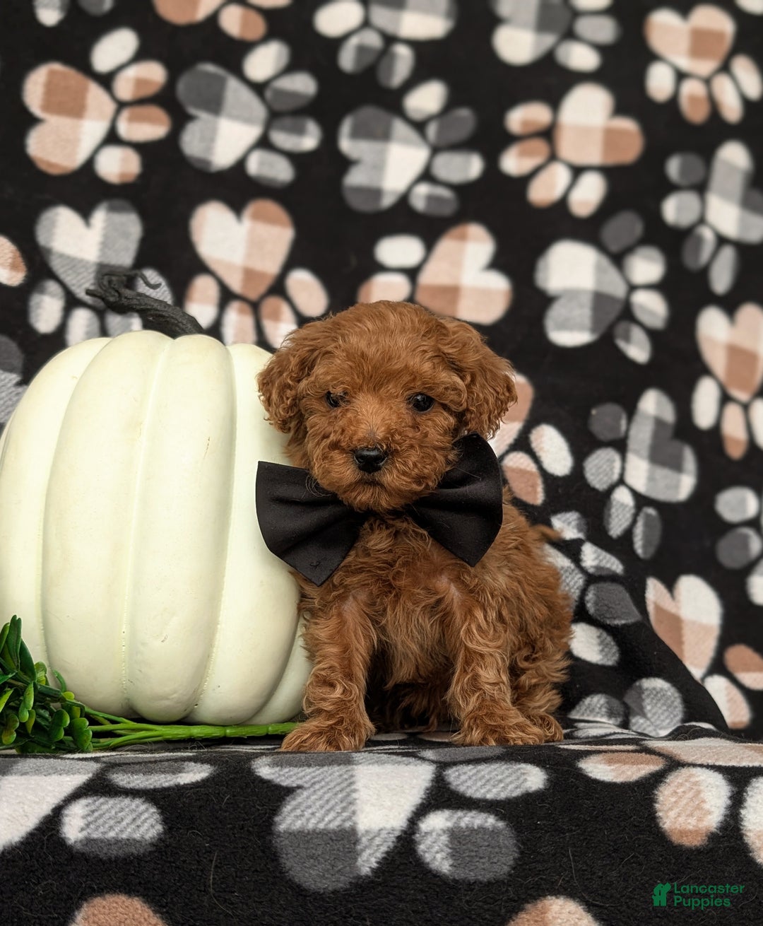 Toy Poodle dogs for sale: Tobie - Ad 4