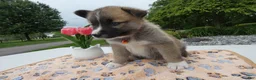 Welsh Corgi Pembroke dogs for sale: Puppy 4 Teddy - Ad 3