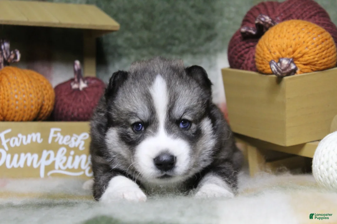 Siberian Husky dogs for sale: Blue - Ad 1