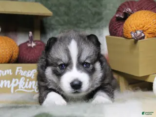 Siberian Husky dogs Blue - Ad 34