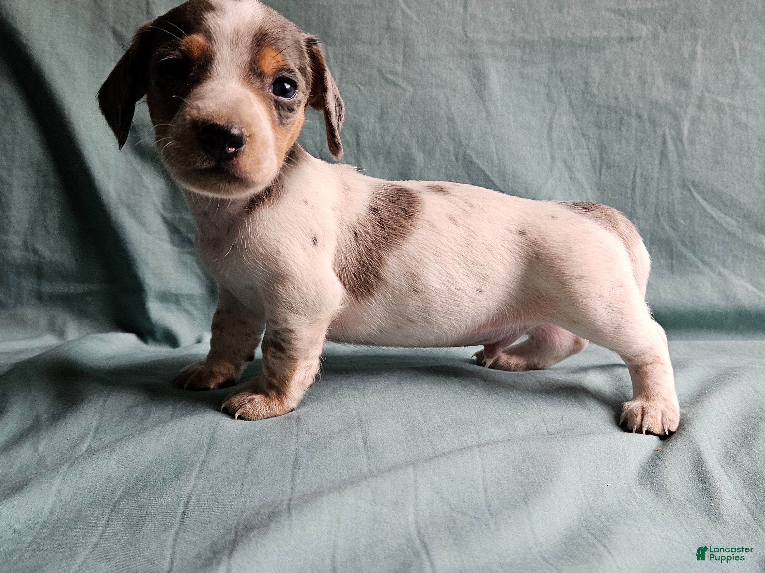 Miniature Dachshund dogs Carter - Ad 12