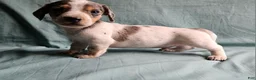 Miniature Dachshund dogs for sale: Carter - Ad 1