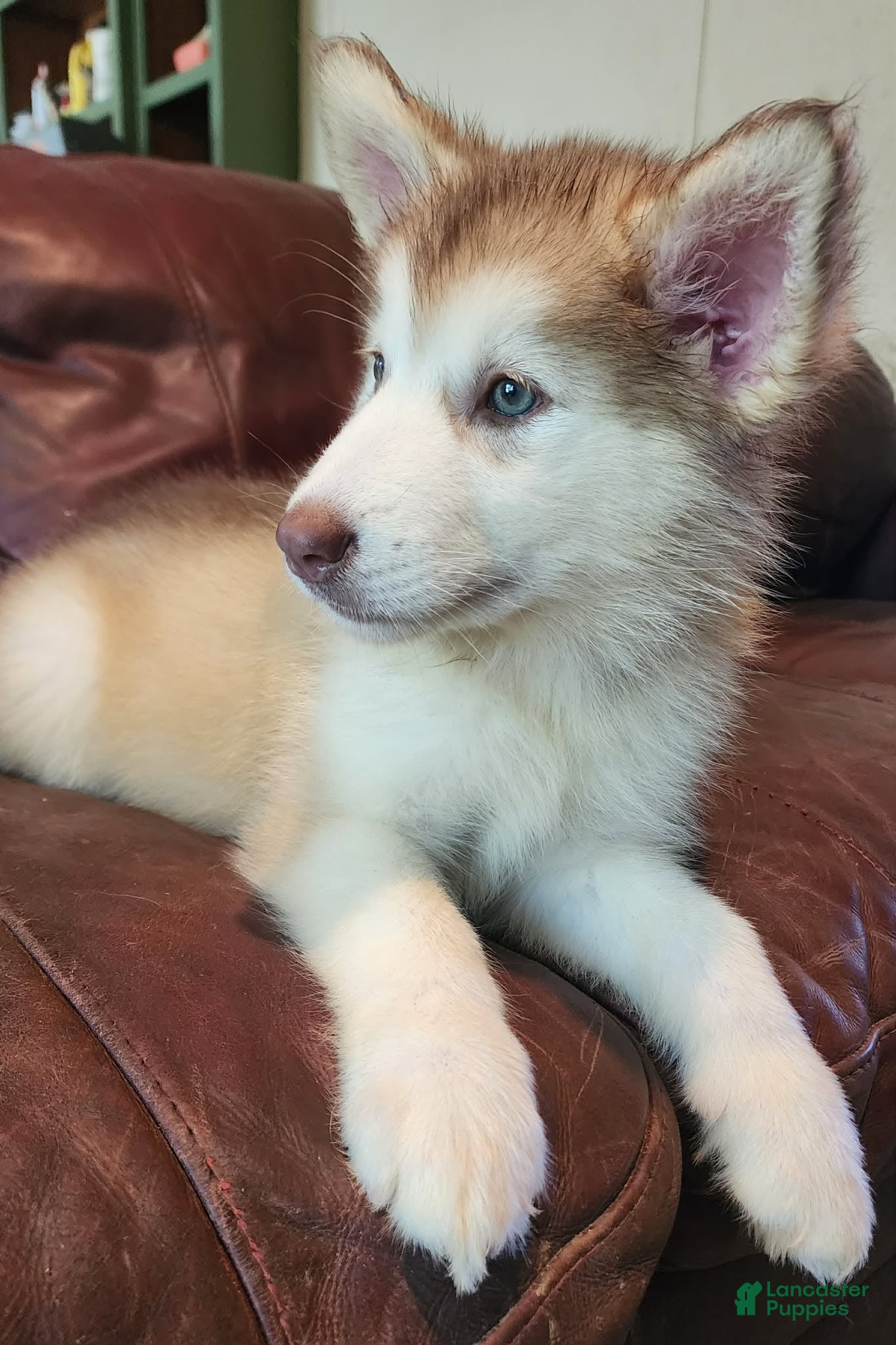 Alaskan Malamute dogs Alaskan Malamute 1 - Ad 2