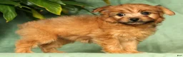 Yorkiepoo dogs for sale: Ranae - Ad 4