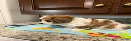 Mixed Breed dogs for sale: Colton - Ad 7