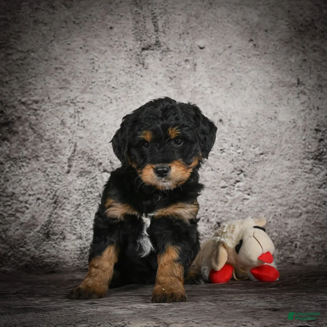 Mini Goldendoodle dogs for sale: Madison - Ad 3