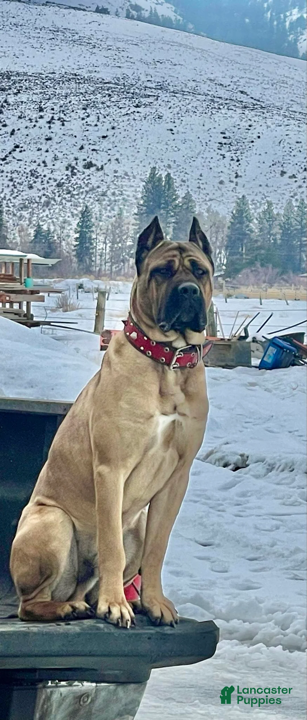 Cane Corso dogs for sale: Cane Corso Puppy 8 - Ad 2