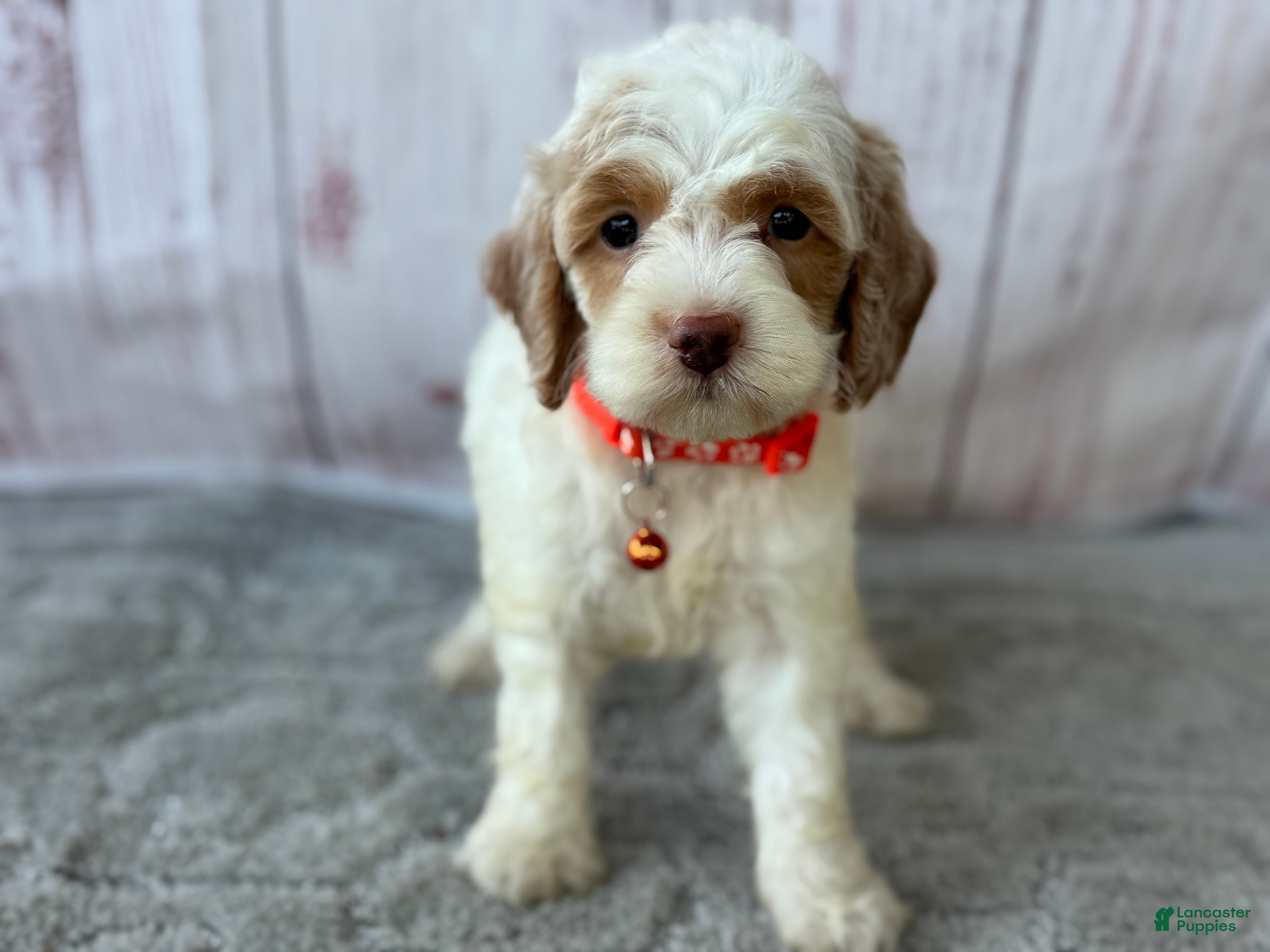 Cockapoo dogs for sale: Ruby - Ad 1