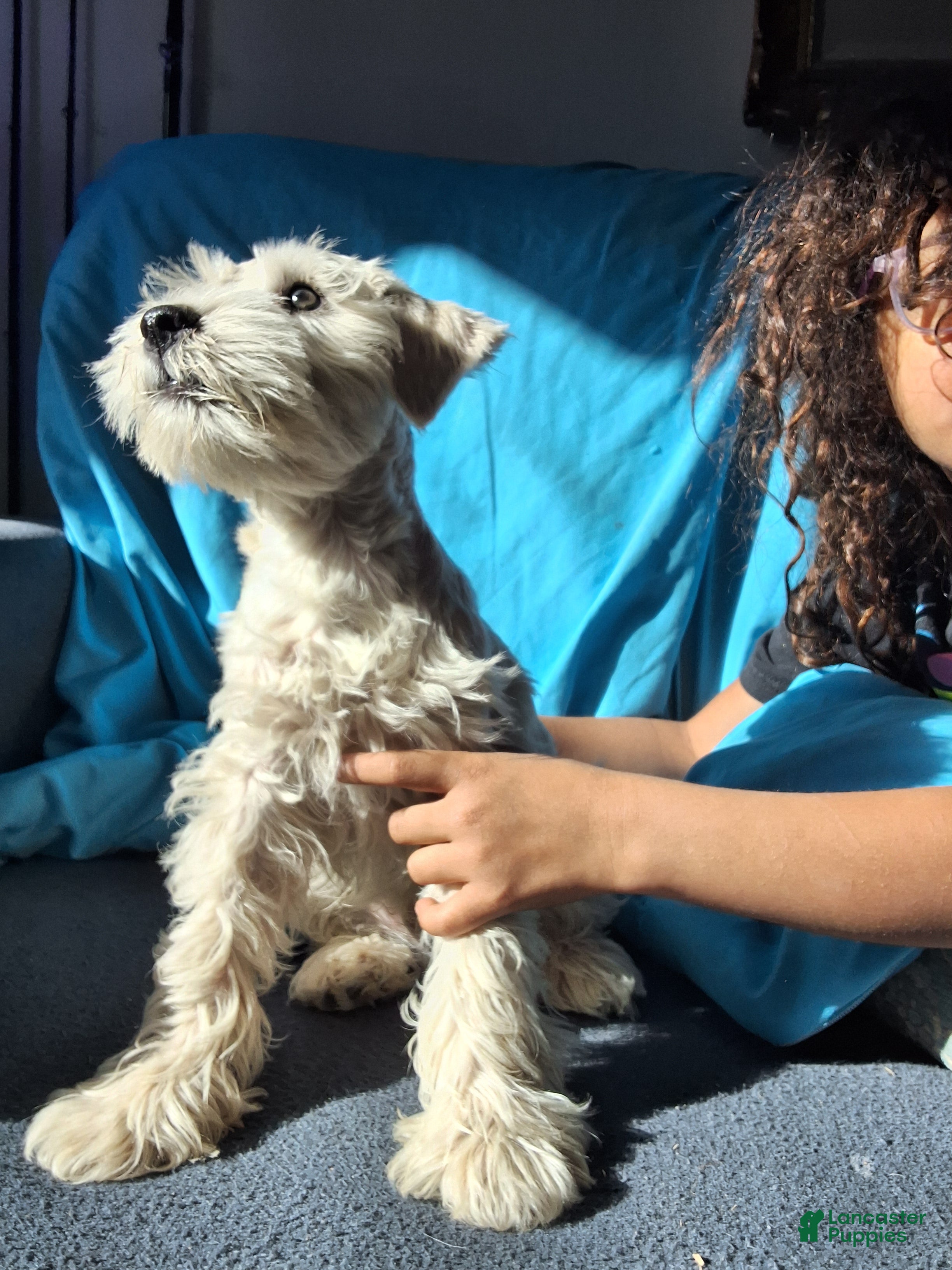 Miniature Schnauzer dogs Mayonnaise  - Ad 2