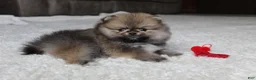 Pomeranian dogs for sale: Teacup Poseidon - Ad 3