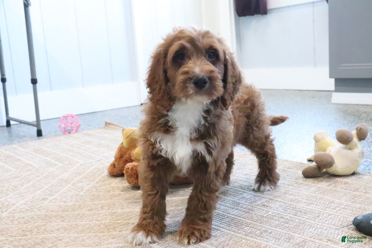 Mini Goldendoodle dogs Clinton - Ad 2