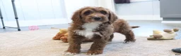 Mini Goldendoodle dogs for sale: Clinton - Ad 5