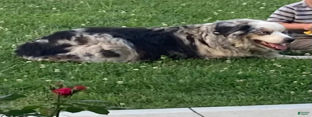 Cheyenne