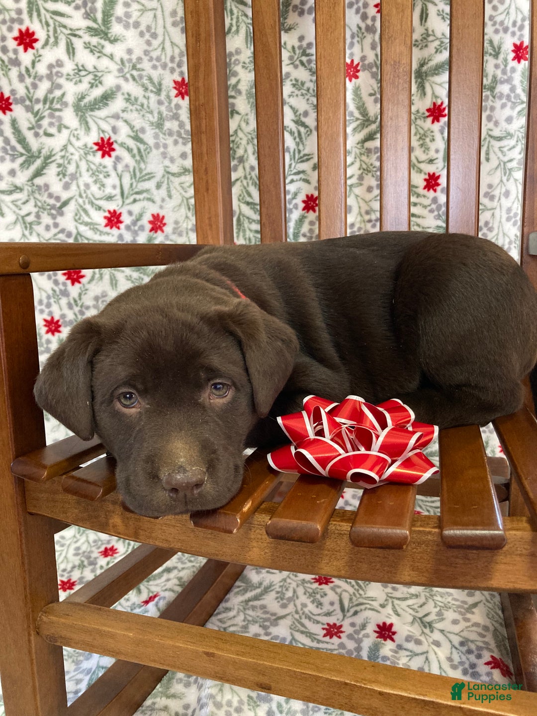 Labrador Retriever dogs for sale: Molly - Ad 3
