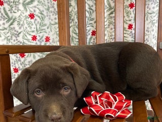 Labrador Retriever dogs Molly - Ad 3