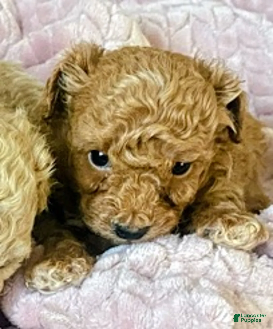 Toy Poodle dogs for sale: LITTLE ARCHIE - Ad 41