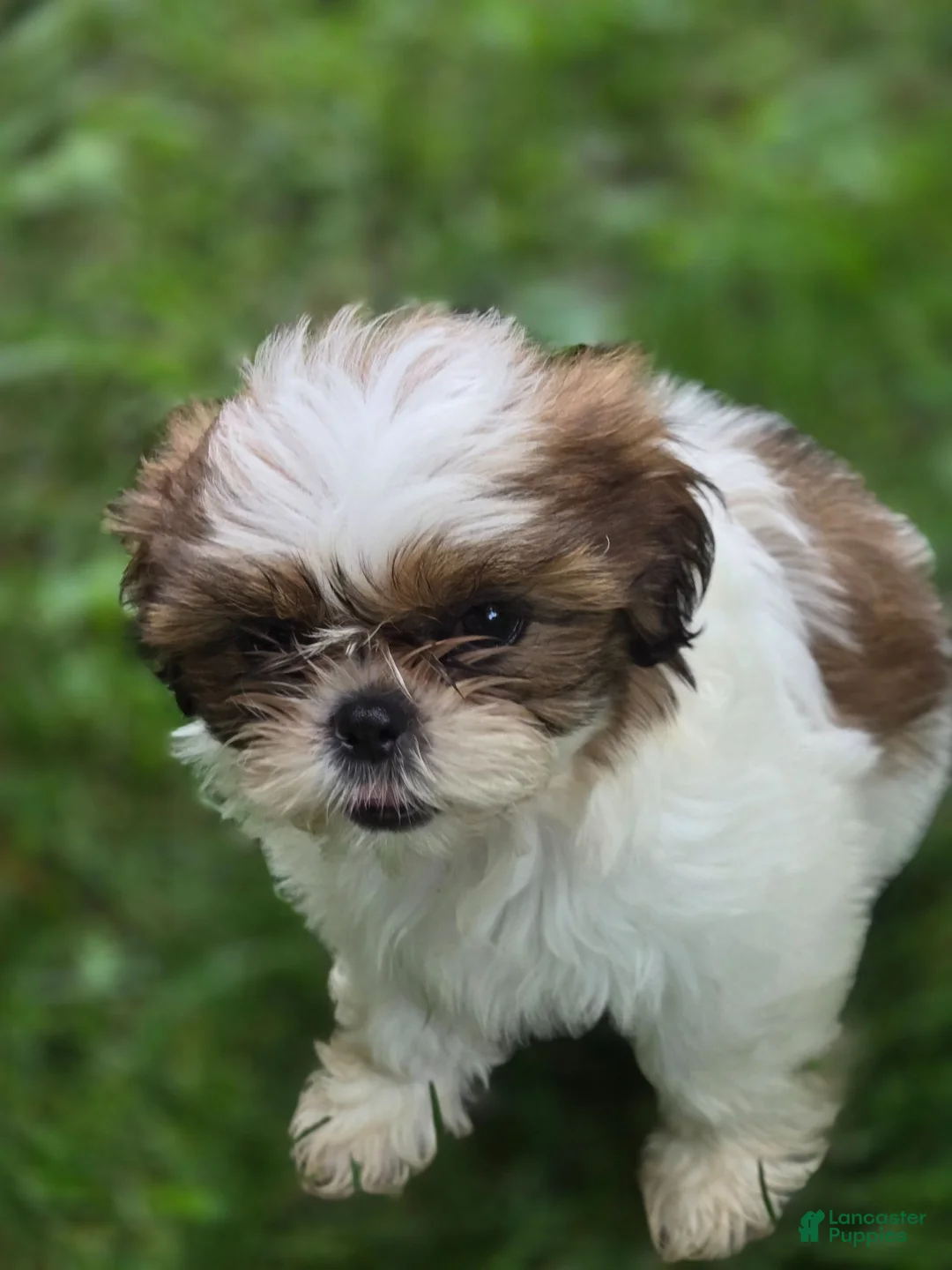 Shih Tzu dogs for sale: Shih Tzu 4 - Ad 1