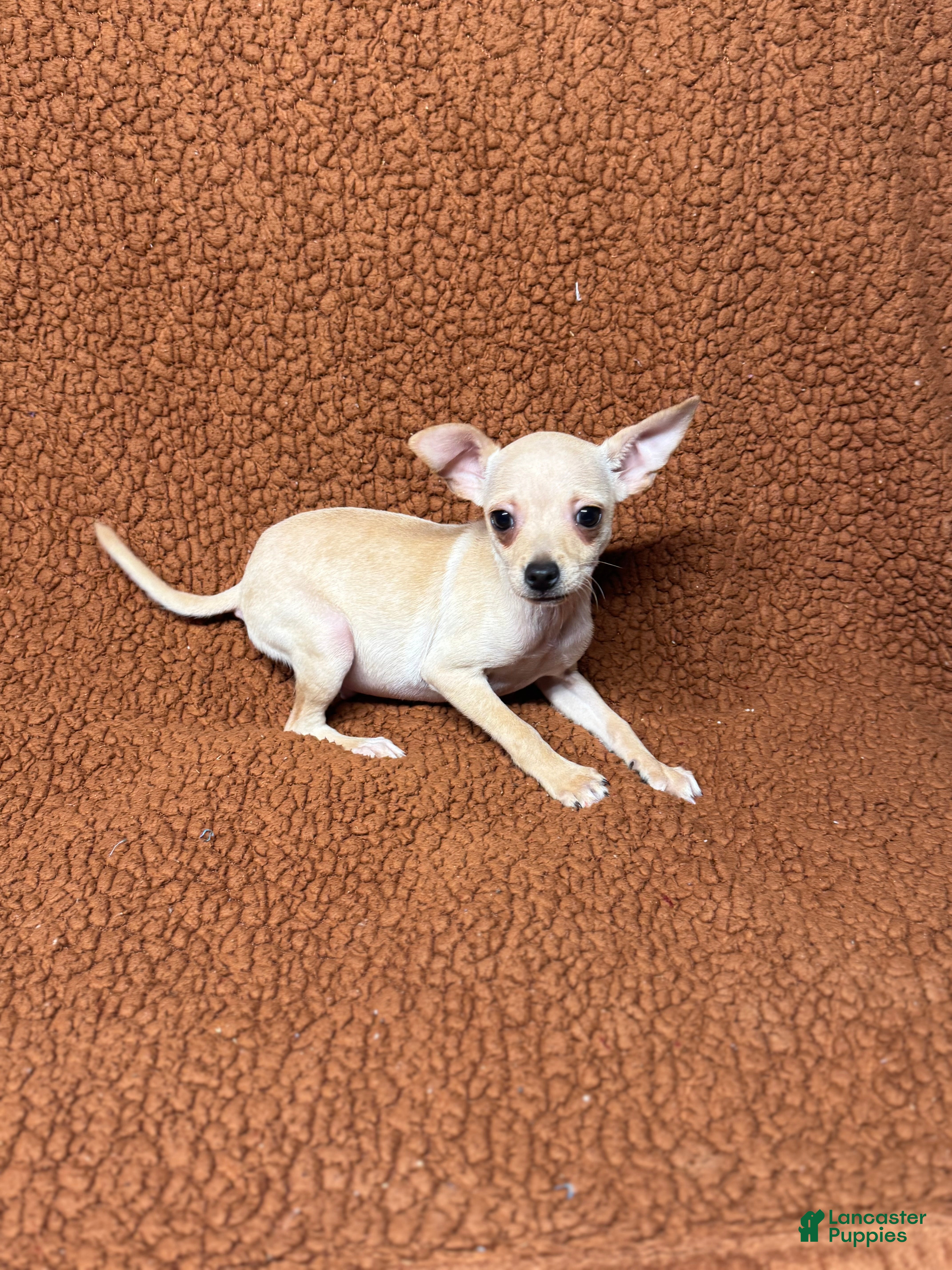 Chihuahua dogs Chucky - Ad 40