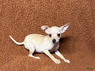 Chihuahua dogs Chucky - Ad 26