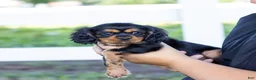 Cavalier King Charles Spaniel dogs for sale: Waldo - Ad 10