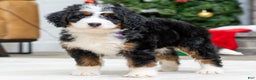 Mini Bernedoodle dogs for sale: Phoebe - Ad 2