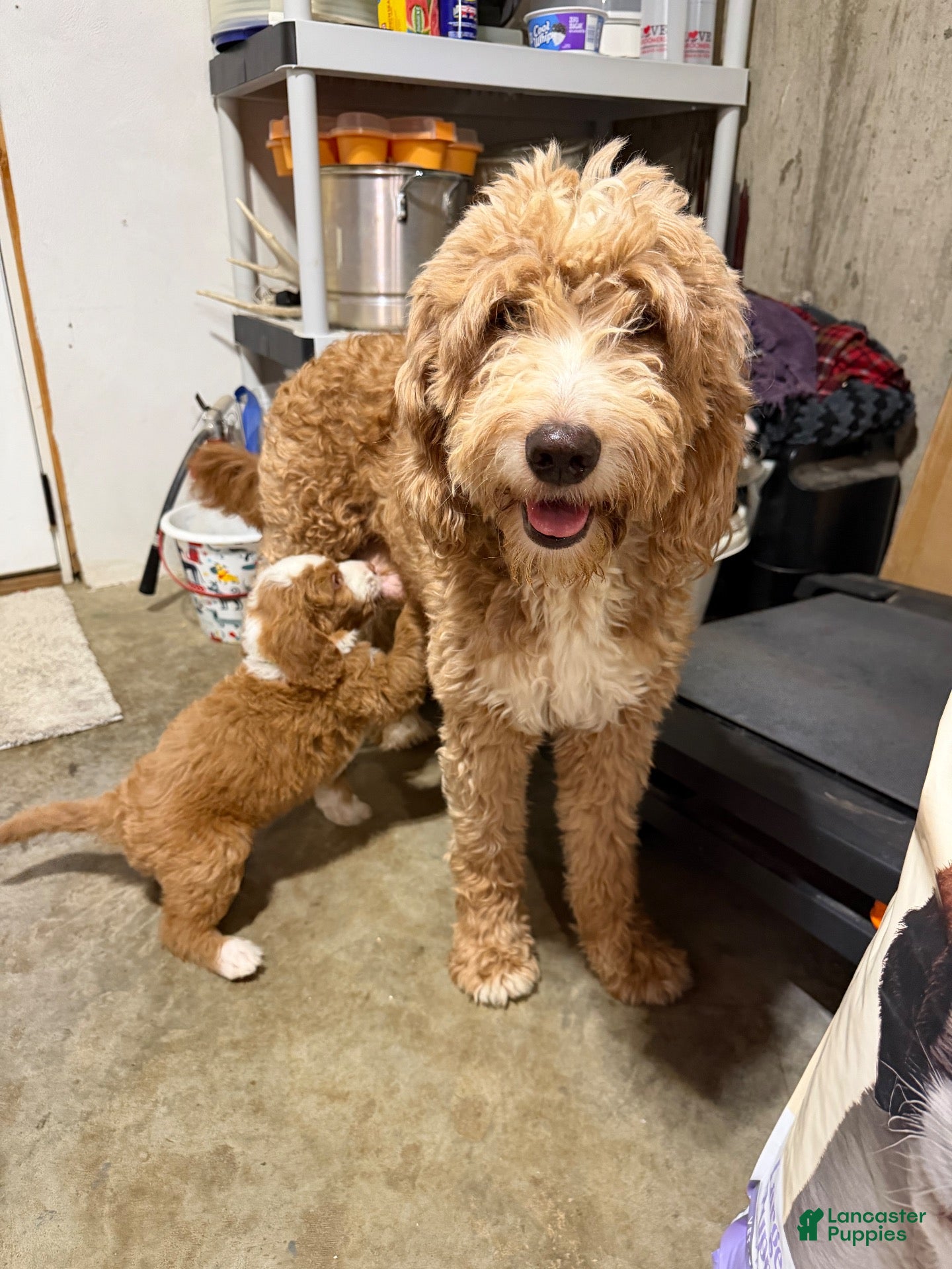 Goldendoodle dogs Goldendoodle 4 - Ad 2
