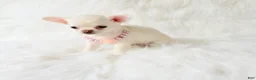 Chihuahua dogs for sale: Liam - Ad 2