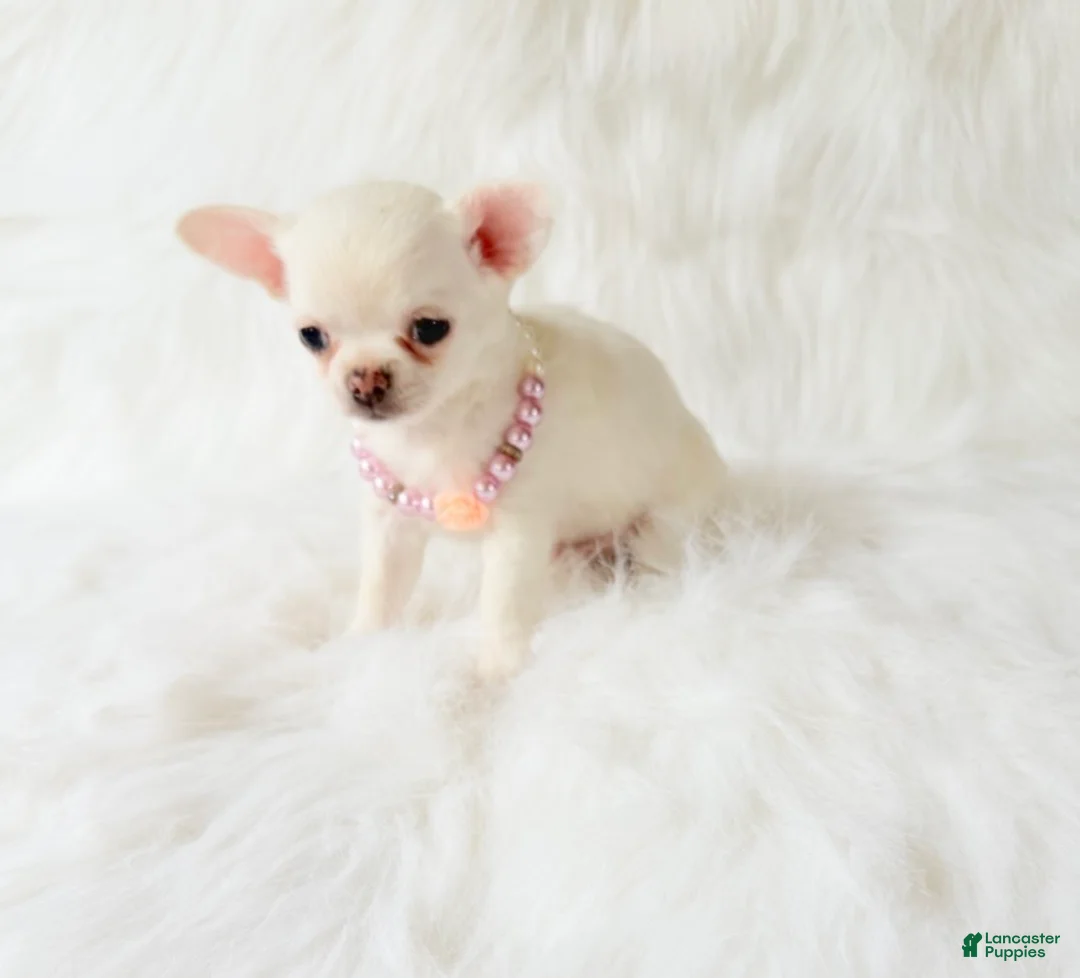 Chihuahua dogs for sale: Liam - Ad 2