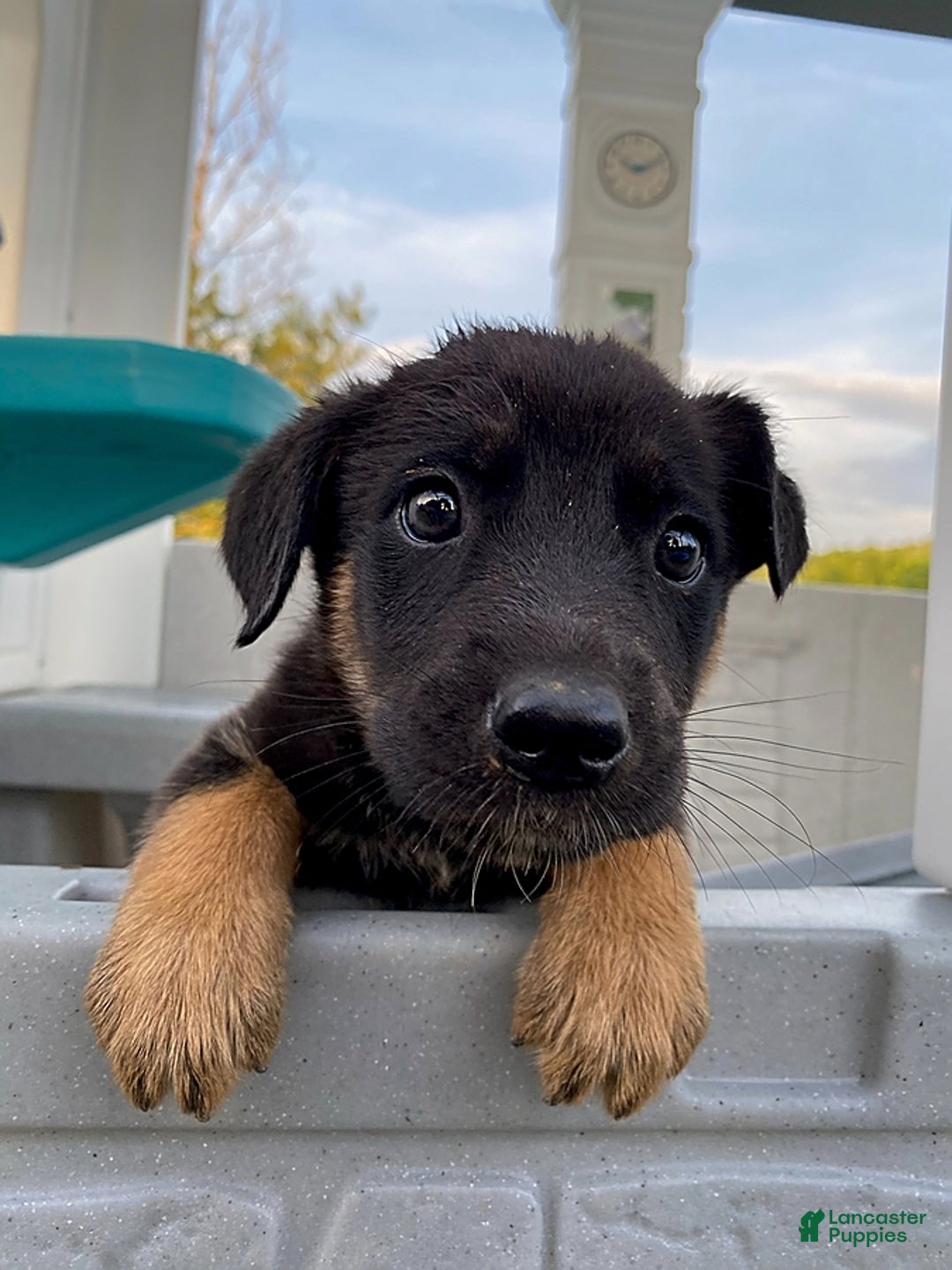 Gallery Image {{count}}