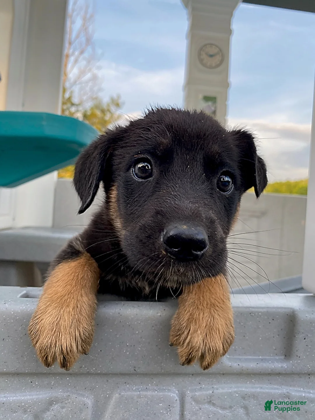 Gallery Image {{count}}