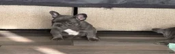 French Bulldog dogs for sale: French Bulldog Puppy 2 - Ad 3