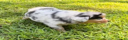 Australian Shepherd dogs for sale: Lucy - Ad 5