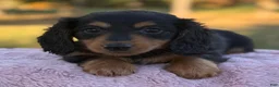 Miniature Dachshund dogs for sale: Ellie - Ad 3