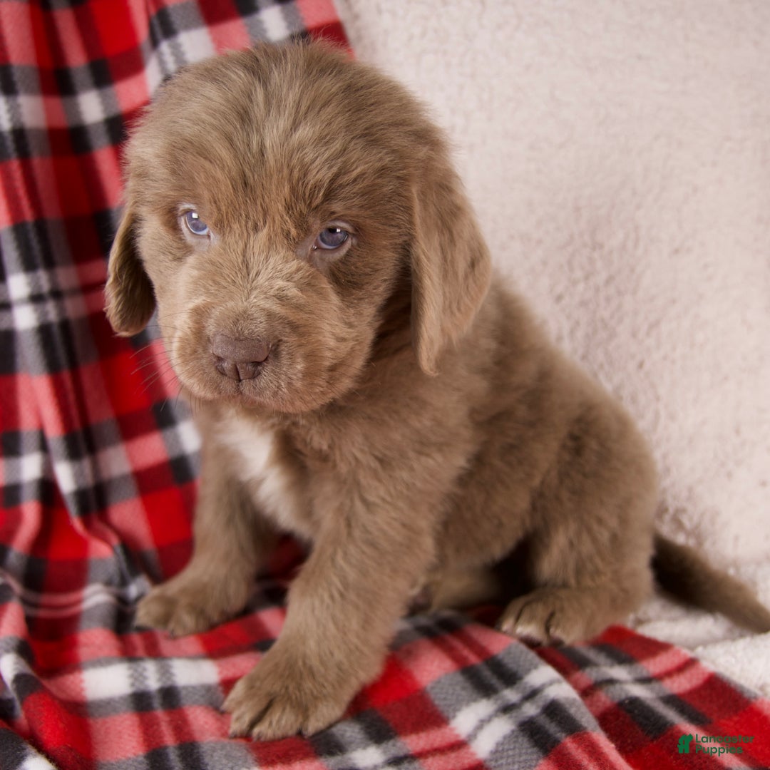 Newfoundland dogs for sale: Fletcher - Ad 5