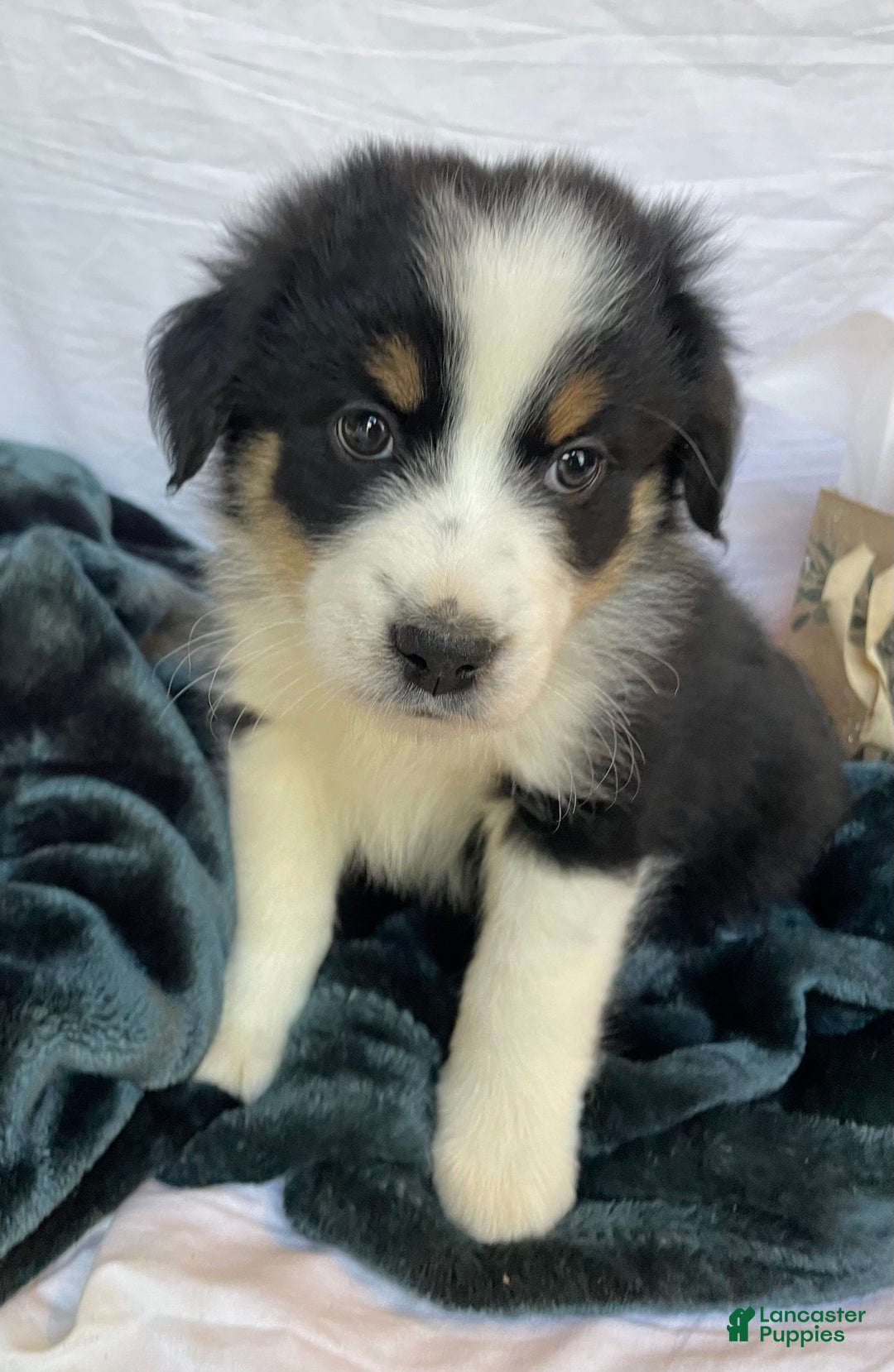 Australian Shepherd dogs for sale: Cedar - Ad 3