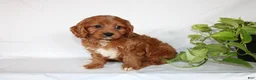 Cavapoo dogs for sale: Candy - Ad 6