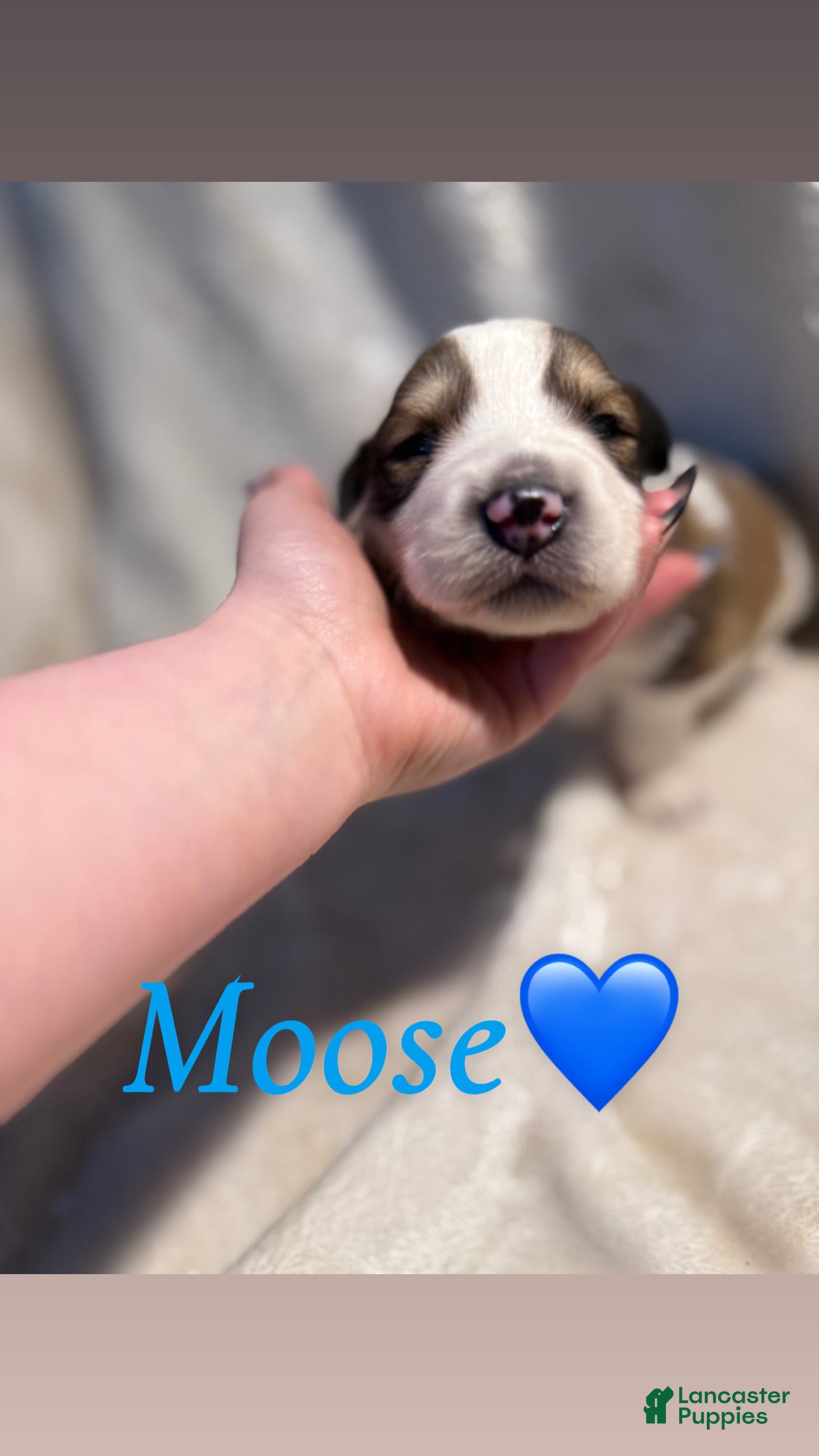 Mixed Breed dogs Moose  - Ad 9
