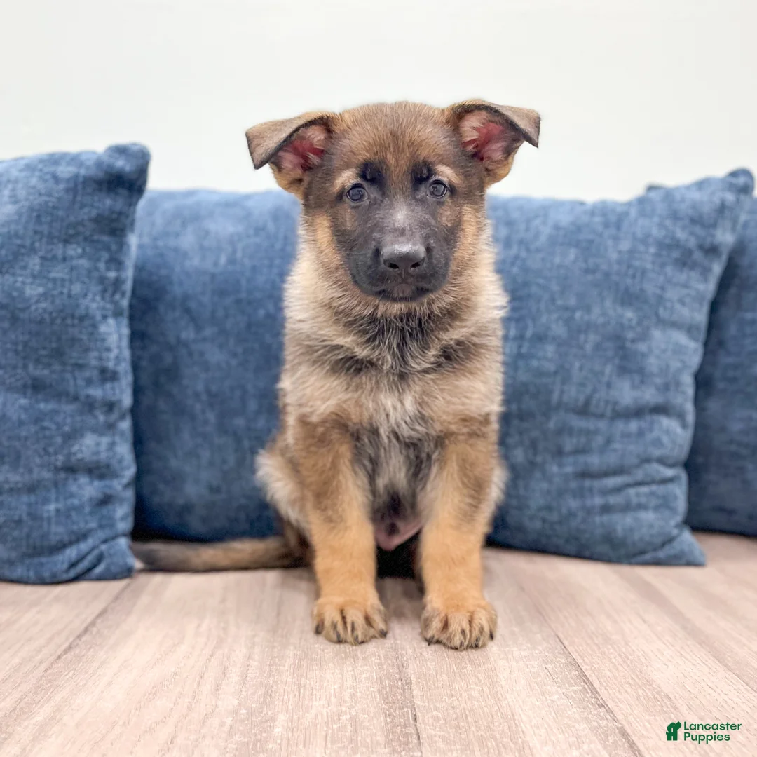German Shepherd dogs for sale: Max - Ad 1