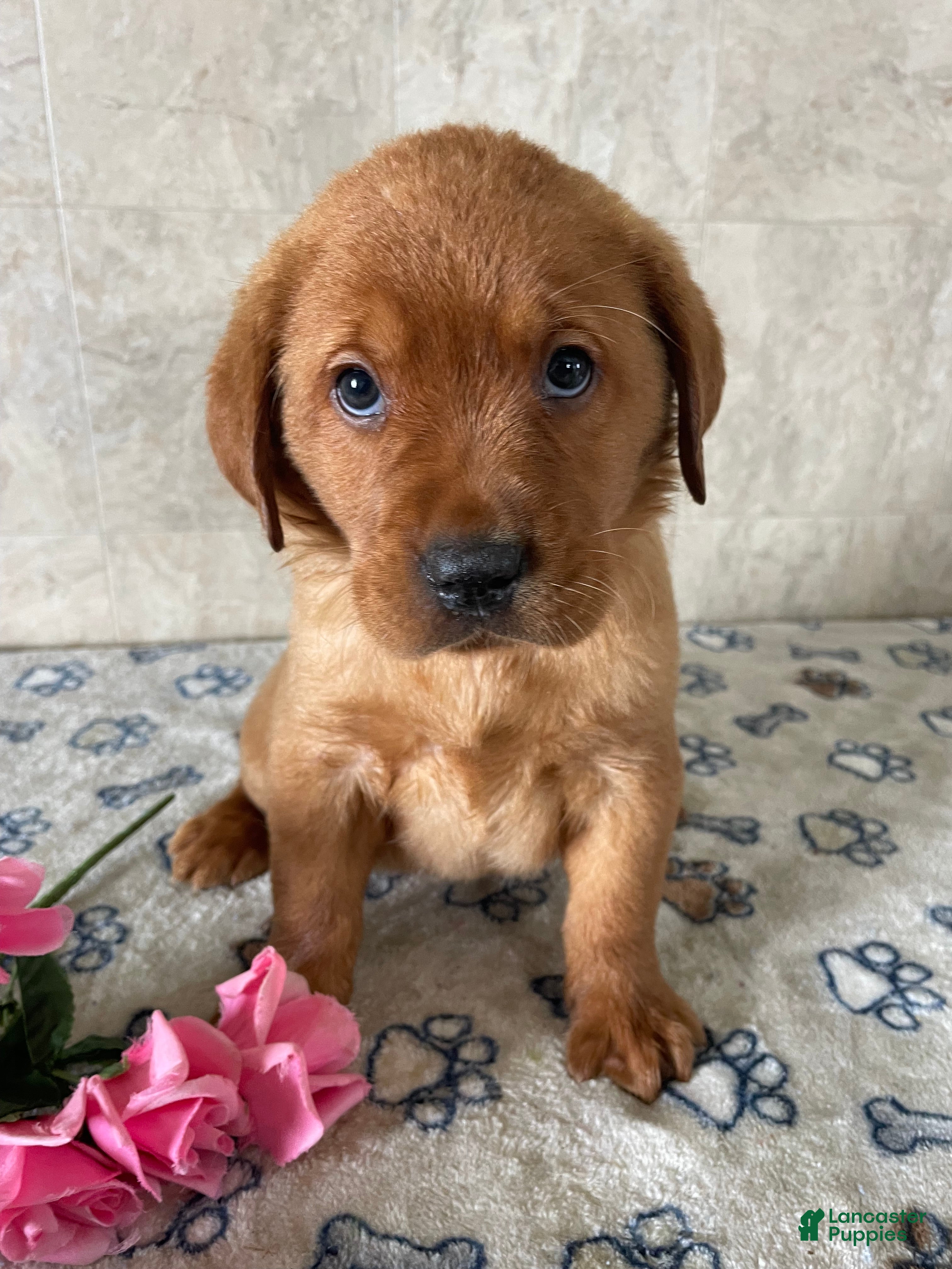 Labrador Retriever dogs Brady - Ad 14