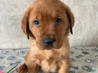 Labrador Retriever dogs Brady - Ad 14