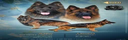 German Shepherd dogs for sale: German Shepherd Puppy 2 - Ad 6