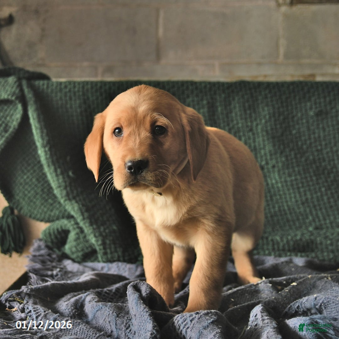Goldador dogs for sale: Shaggy  - Ad 3