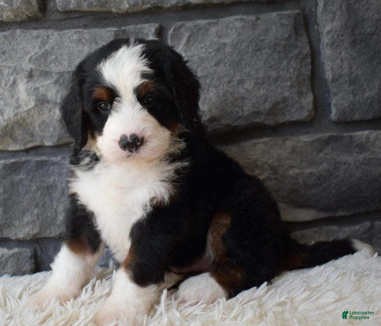 Mini Bernedoodle dogs Chief  - Ad 1